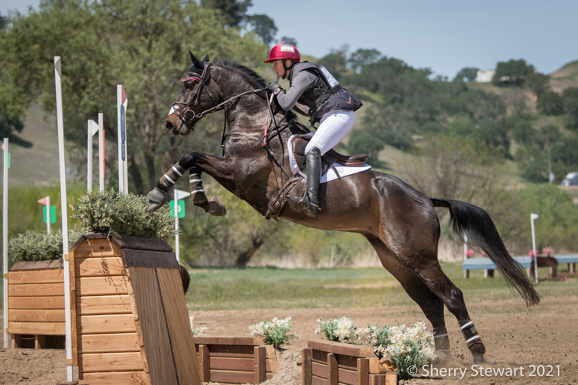ジノリ　ジオポンティ　Equestrian 乗馬　19.5×2 JJ Torano and Favorite Edition Z Win the 2024 Dover Saddlery/USEF